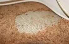 Moth Damage Repair